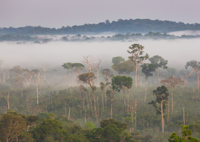 Mudanças Climáticas na floresta
